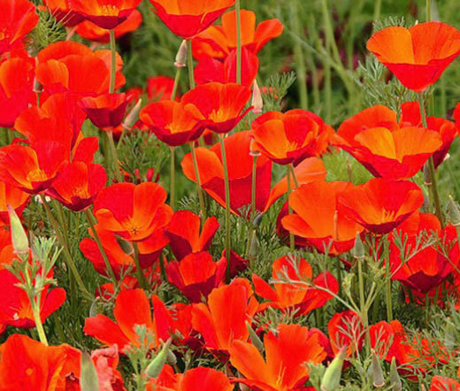 CALIFORNIA POPPY RED CHIEF Eschscholzia Californica – 15,000 Bulk Seeds