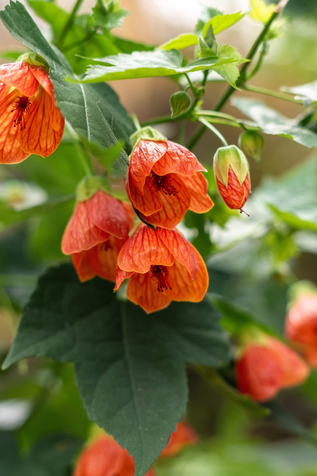 30 Mixed Colors FLOWERING MAPLE Abutilon Hybridum Chinese Bell Flower Tree Seeds