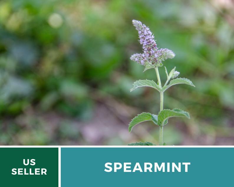 Spearmint – 250 Seeds – Medicinal & Culinary Herb – Heirloom GMO Free