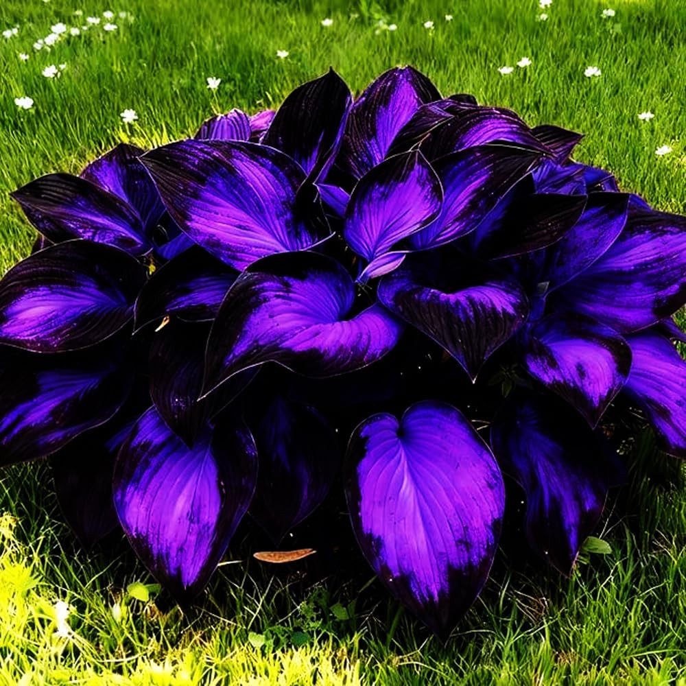 Mixed 115+ Perennial Hosta Seeds for Outdoor Planting – Giant Varieties