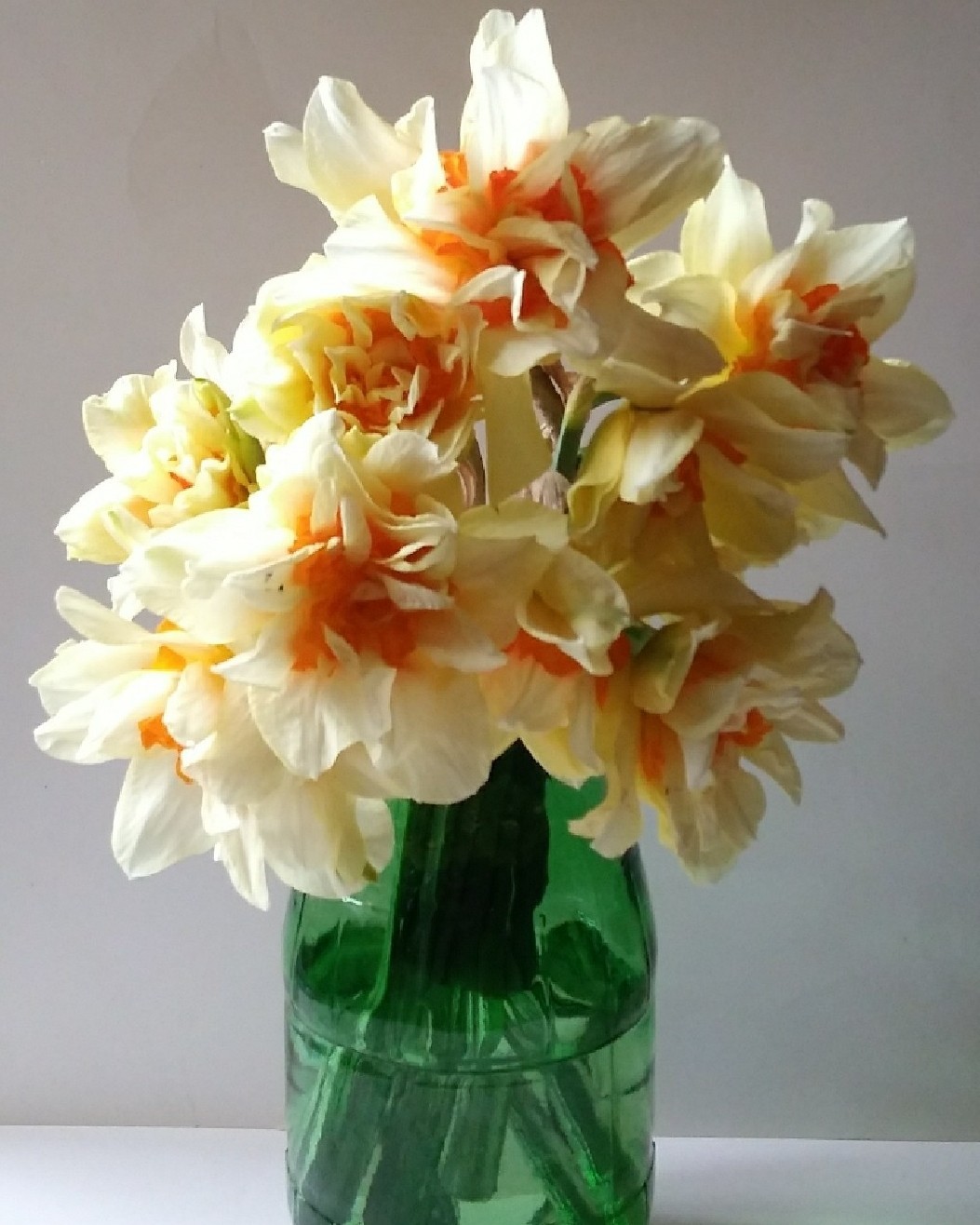 10 Blooming Size Heirloom Orange Phoenix Double Daffodil Bulbs