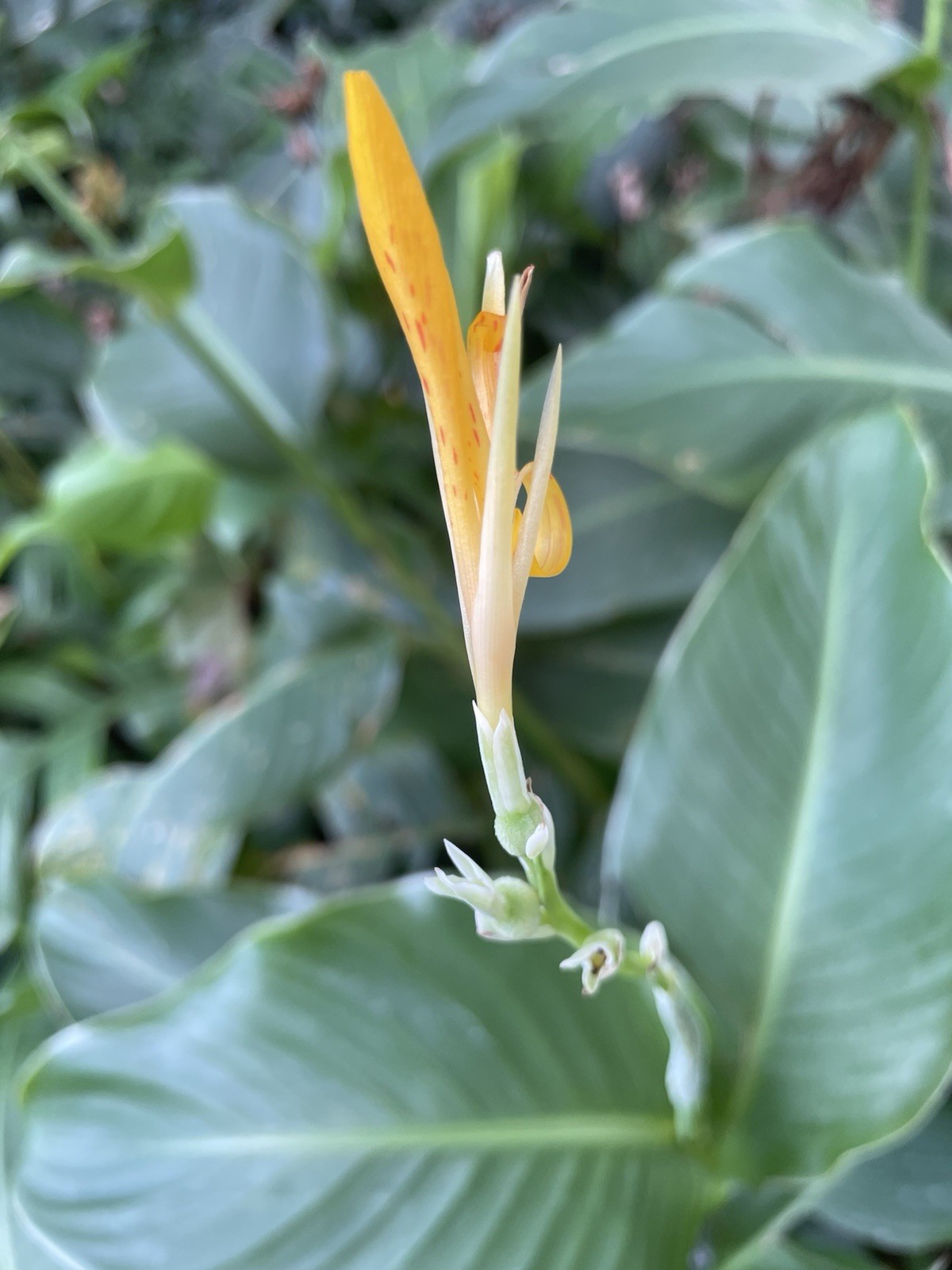 5 Orange Canna Lily bulbs Rhizomes HAWAII GROWN organic green leaves tropical