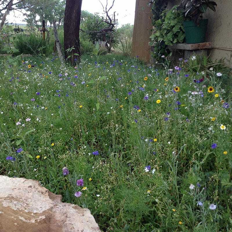 Landscaper’s Pack DROUGHT RESISTANT Wildflower Mix Pollinator Garden 3000 Seeds
