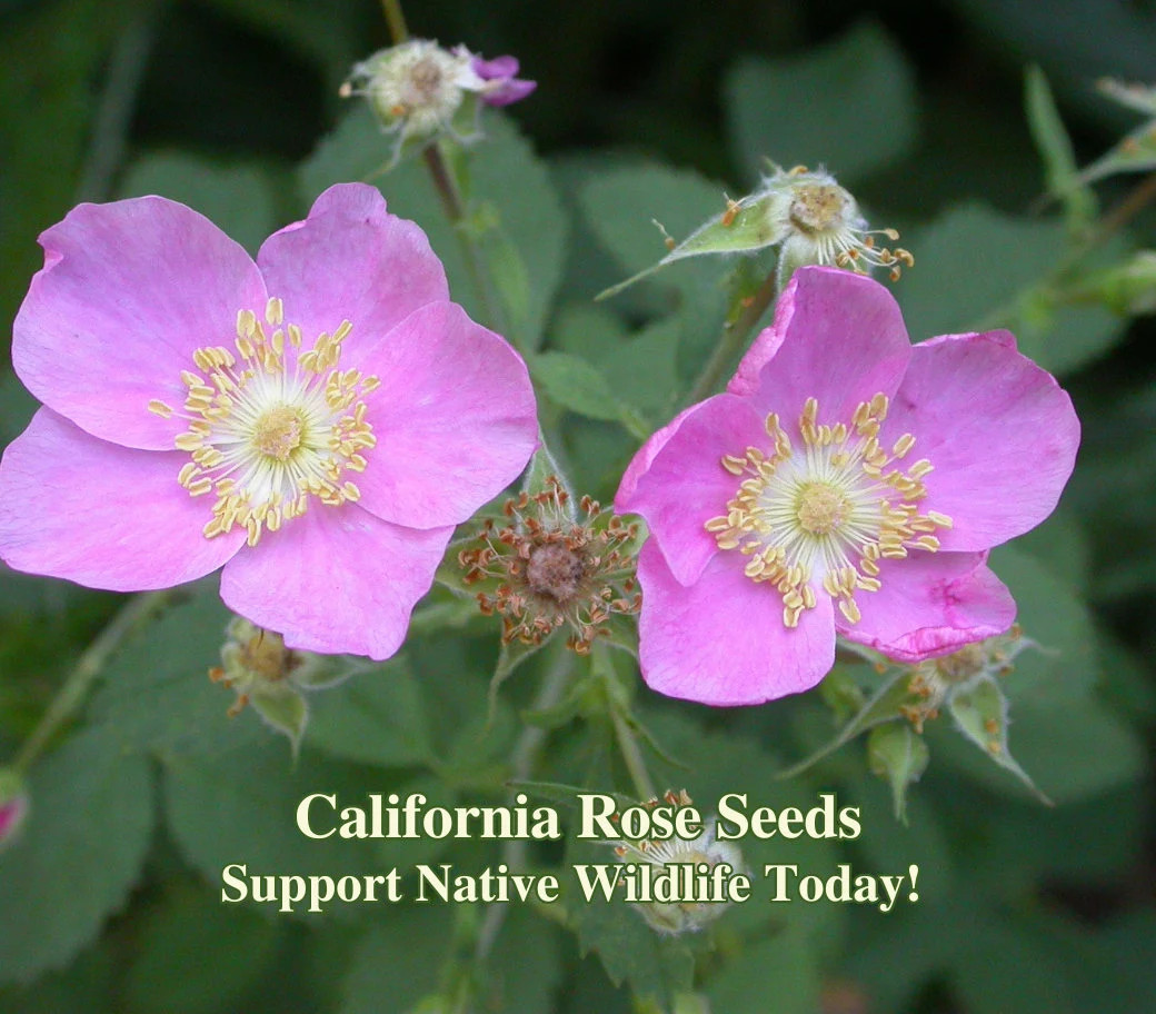 Wild Rose Seeds California Native Seeds Rosa californica Pollinator Seed For Bee