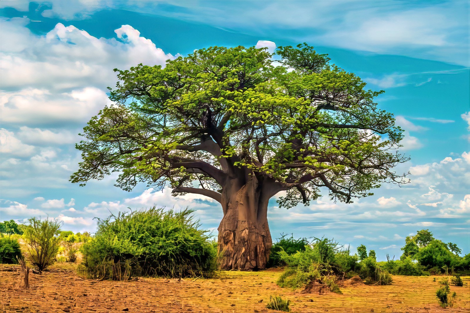 5 Baobab Seeds Adansonia digitata “Tree of Life” Rare Monkey Bread Bonsai Plant