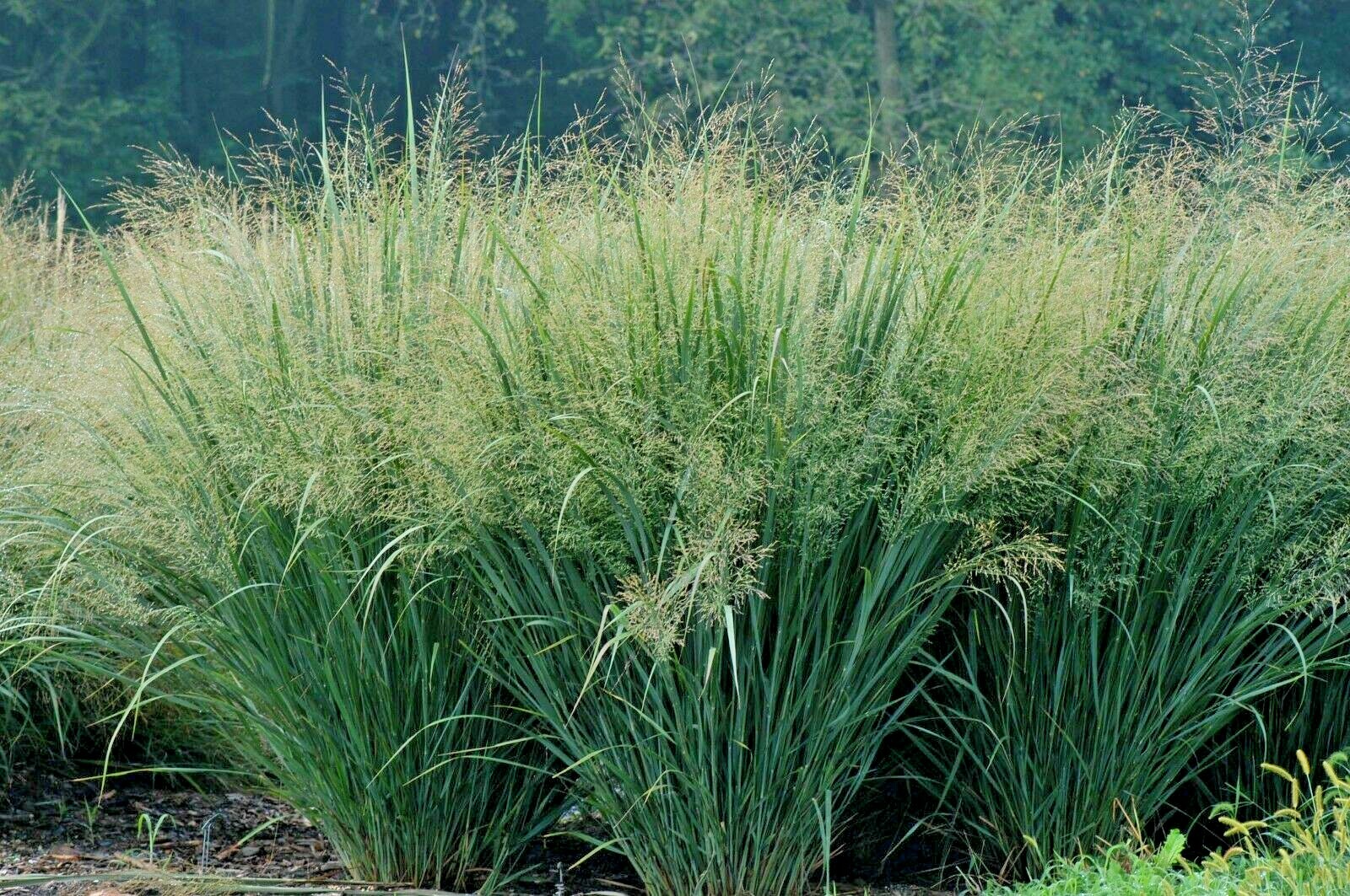 1001+SWITCHGRASS Seeds Native Tall Grass Prairie Ornamental Perennial Fast Easy