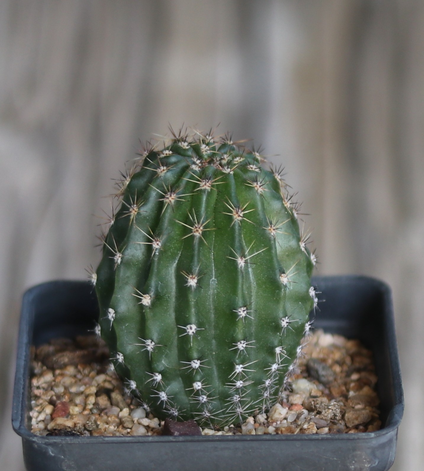 Echinopsis hybrid ‘Daunting’
