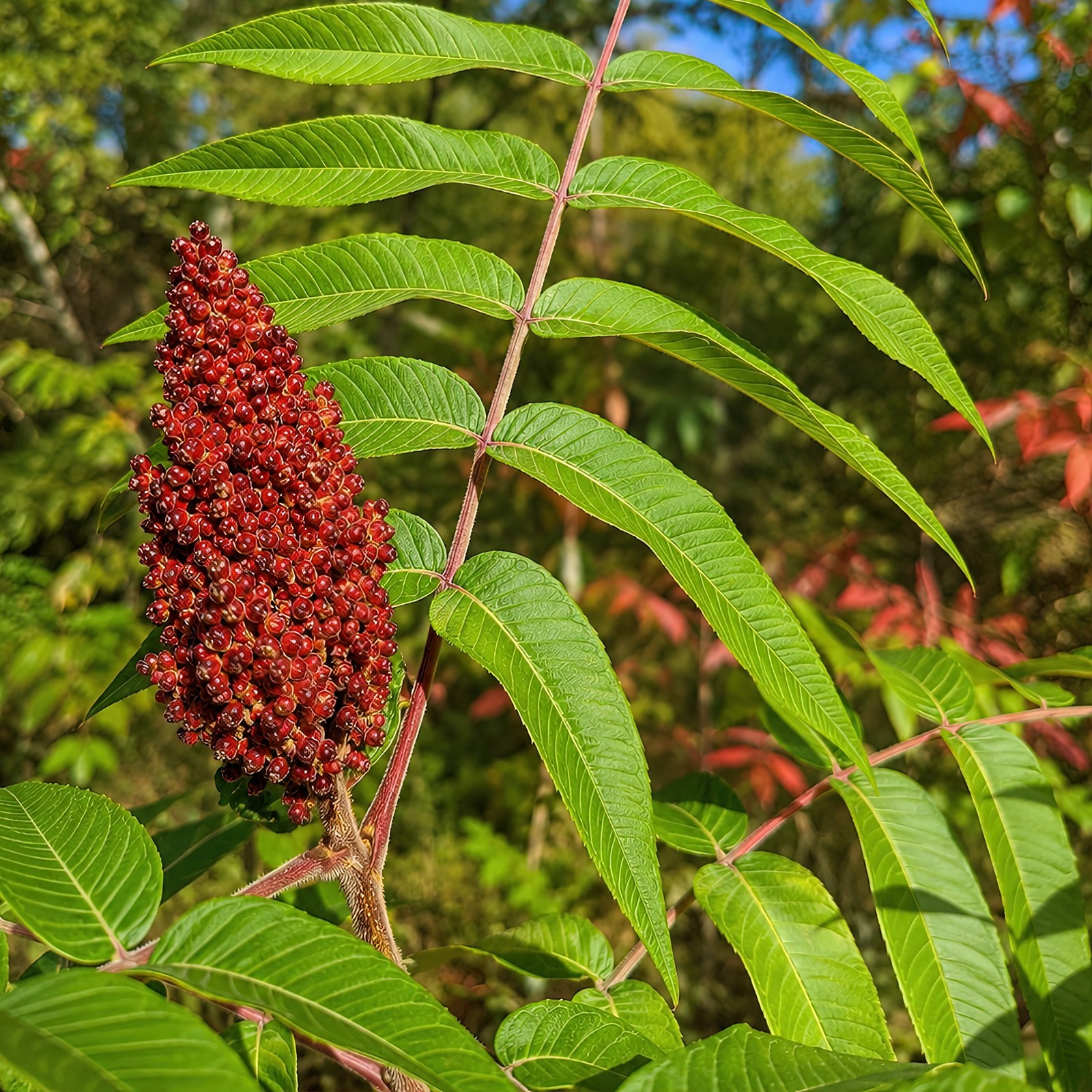 500 Winged Sumac Tree Seeds (Rhus copallinum) Flameleaf Sumac – Zones 4-9 USA