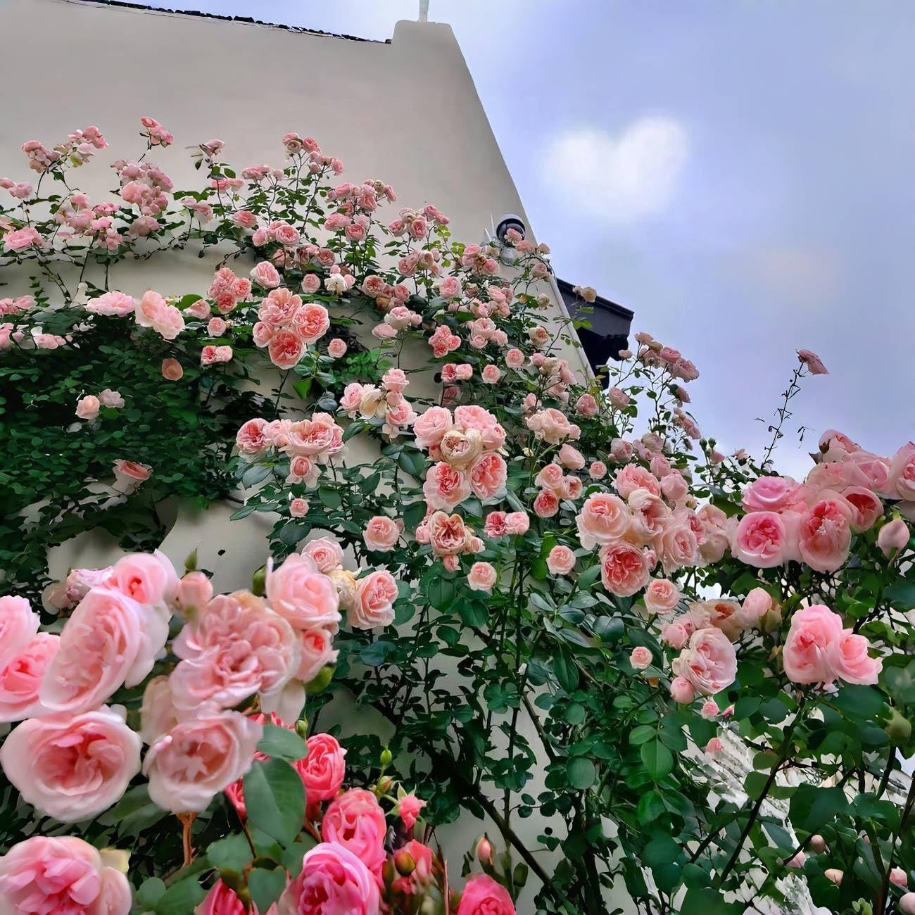 Pet-Friendly Pink Climbing Rose Seeds – 150+ Heirloom Plants for Spring