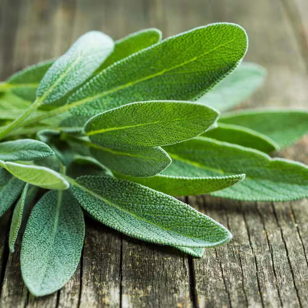 19 Oz. Garden Sage Herb Plant (2-Pack)