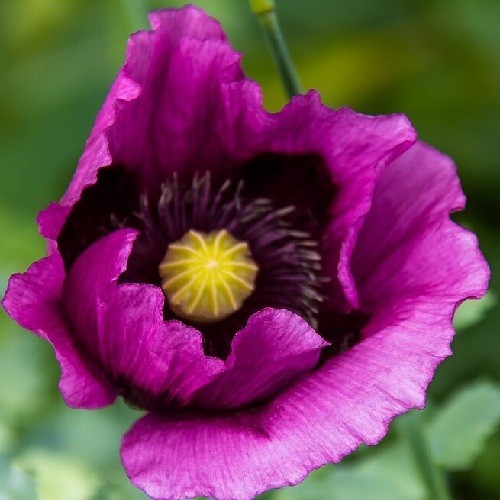 2,500 Authentic Heirloom Lauren’s Grape Non-GMO Papavaer Somniferum Poppy Seeds