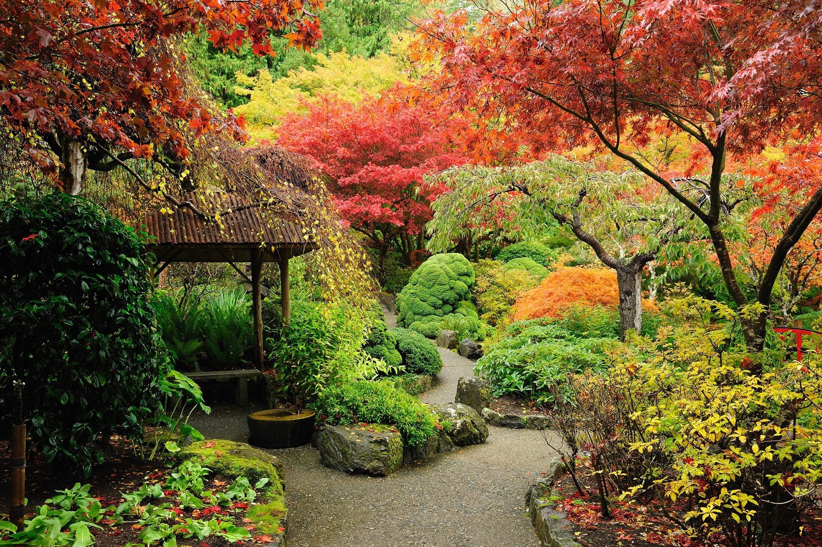 20 GREEN JAPANESE MAPLE Tree Ornamental Acer Palmatum Yellow Fall Foliage Seeds