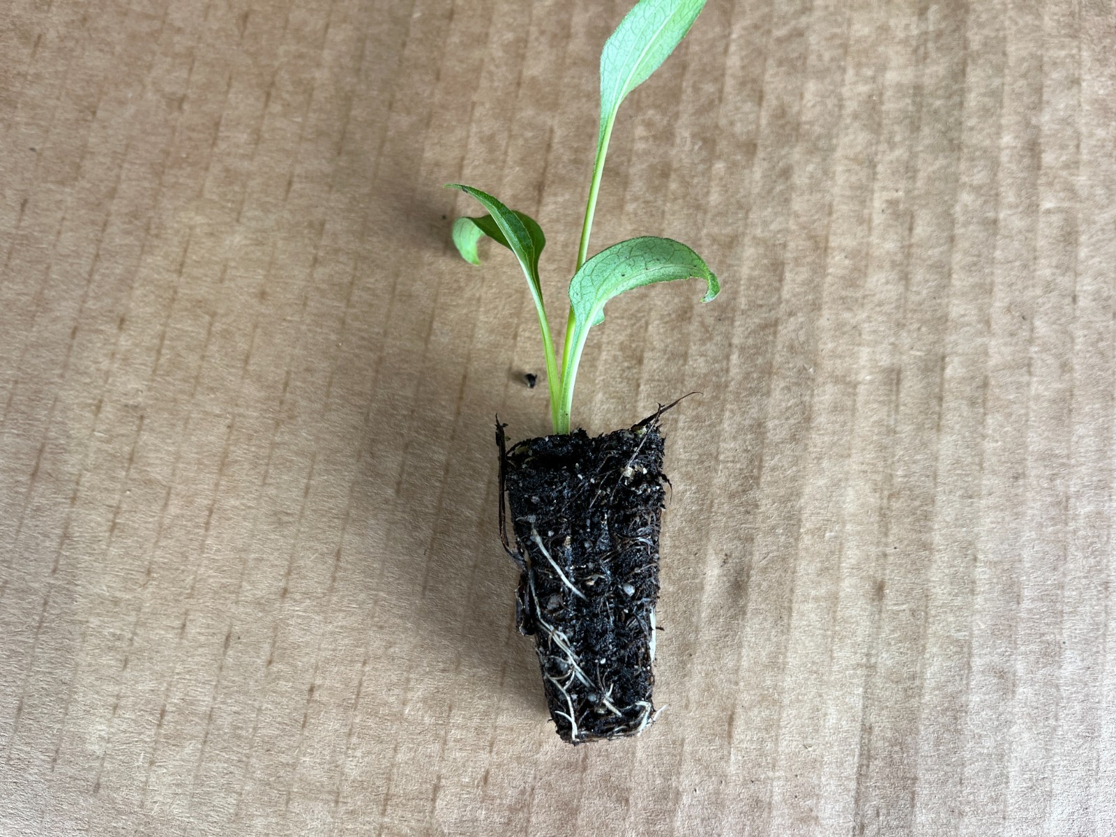 Echinacea Plant Starter: Live Perennial Coneflower for Pollinator Gardens