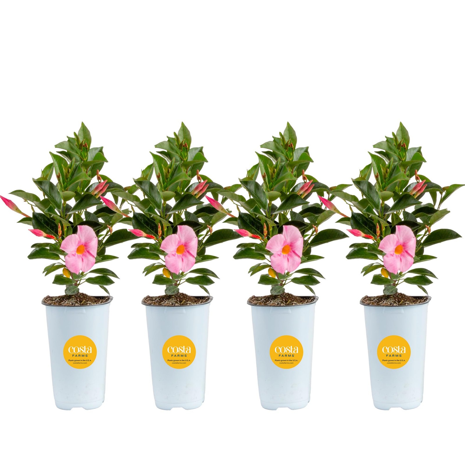 Costa Farms Live Mandevilla Outdoor Plants 4Pack, Pink Flowering Vines in 1.5…