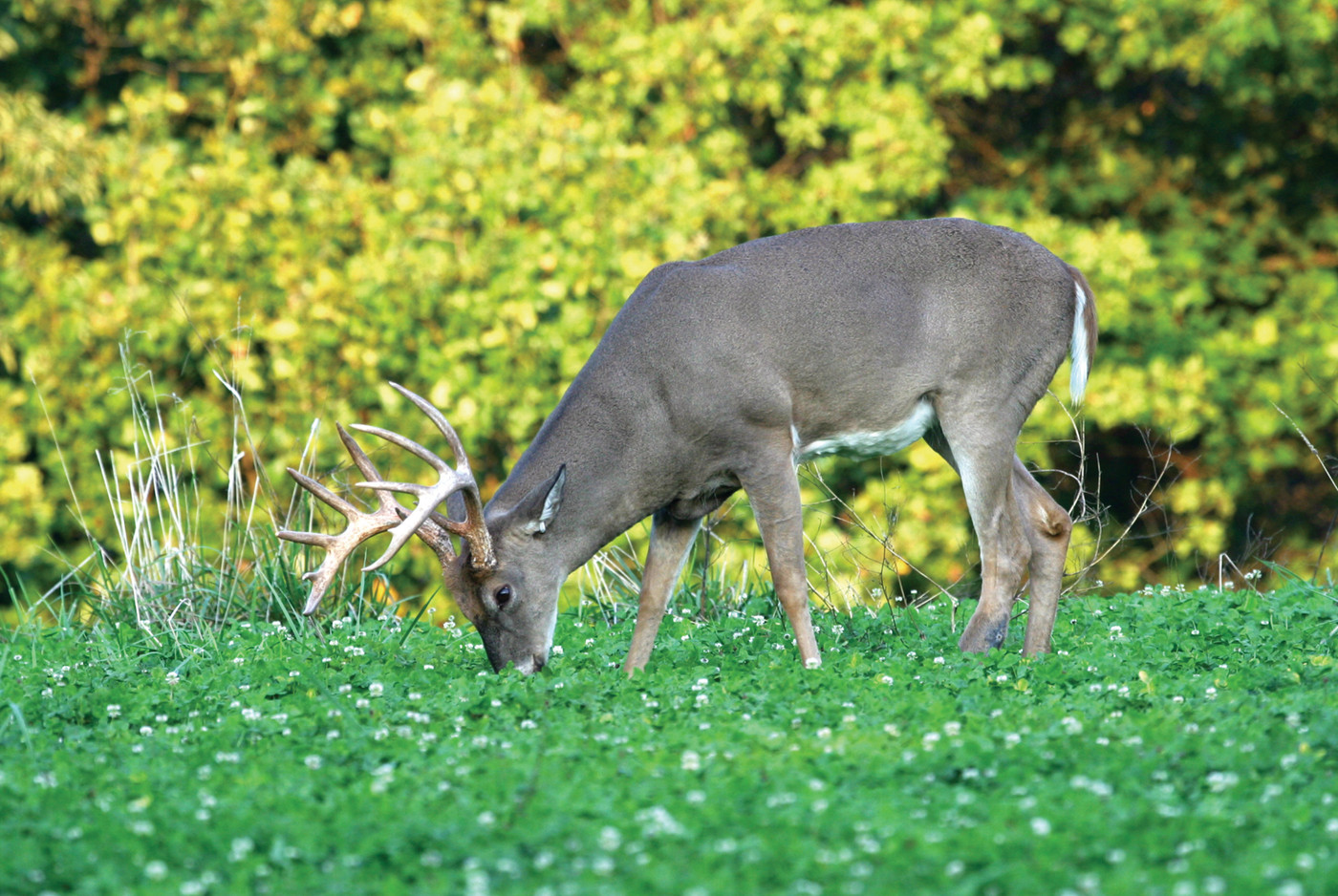 Endure Chicory Food Plot Seed 4lb Bag Easy Growing Food Plot Grazing For Deer