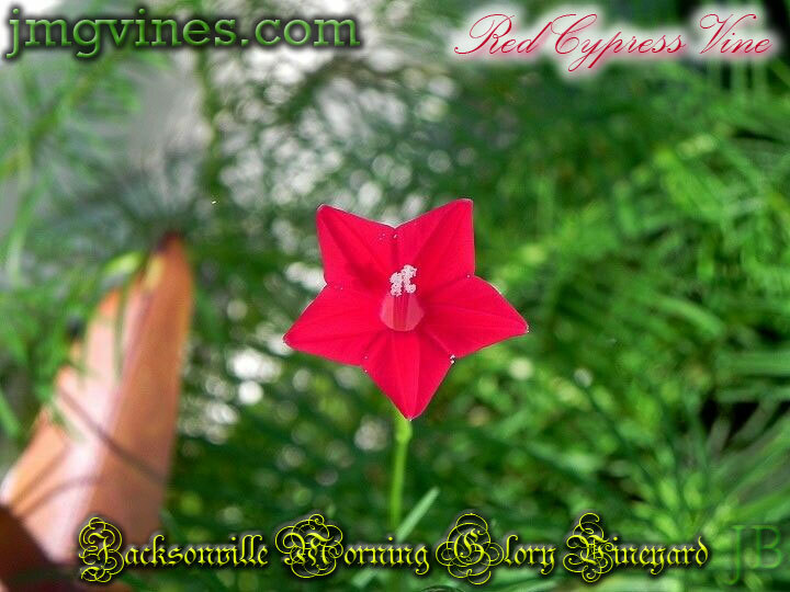 Red Cypress Vine Ipomoea Quamoclit 10 Qty