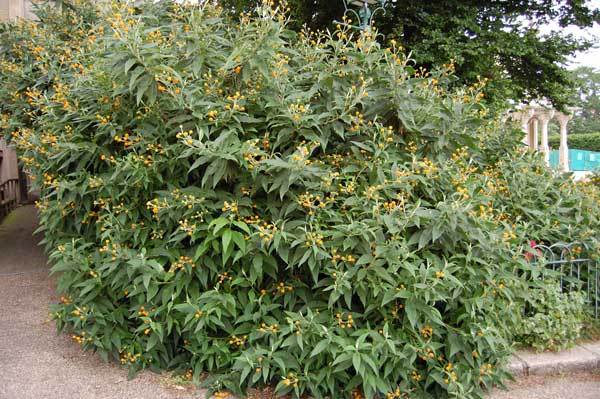 Buddleia globosa Golden Ball Butterfly Bush RARE 20 seeds
