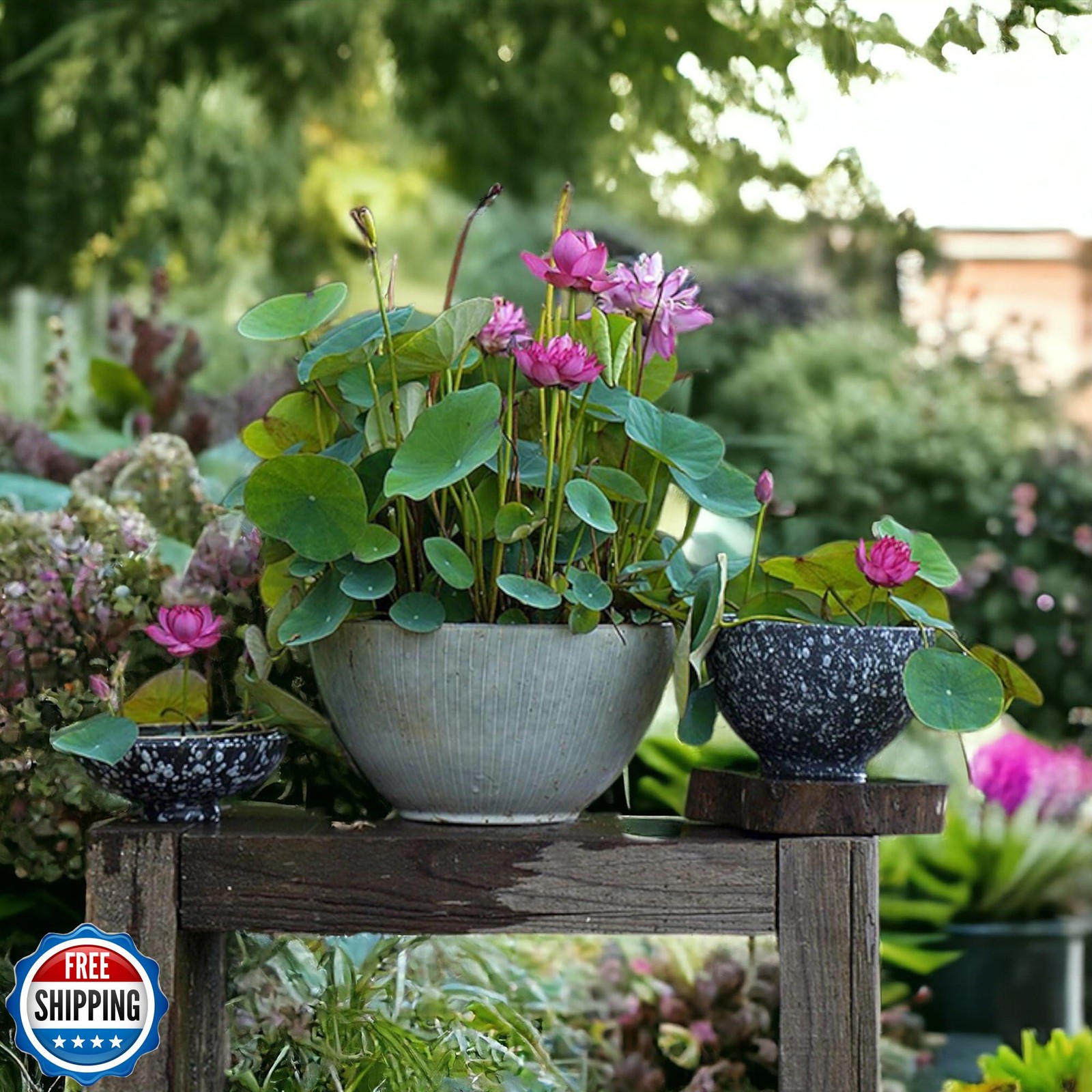 ZEshops 20pcs Mixed Pink, Red and Green Color Bowl Lotus Seeds for Planting B