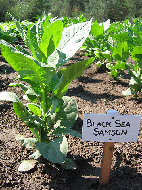 1000 Black Sea Samsun Tobacco Seeds ~ Heirloom ~ Oriental / Turkish Tobacco