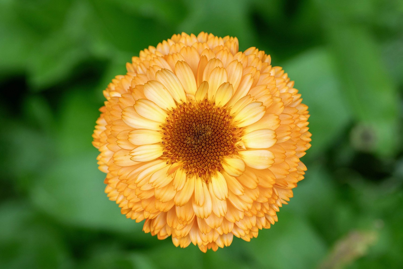 500 Mixed Colors FANCY MIX Pot MARIGOLD Calendula Officinalis Flower Seeds