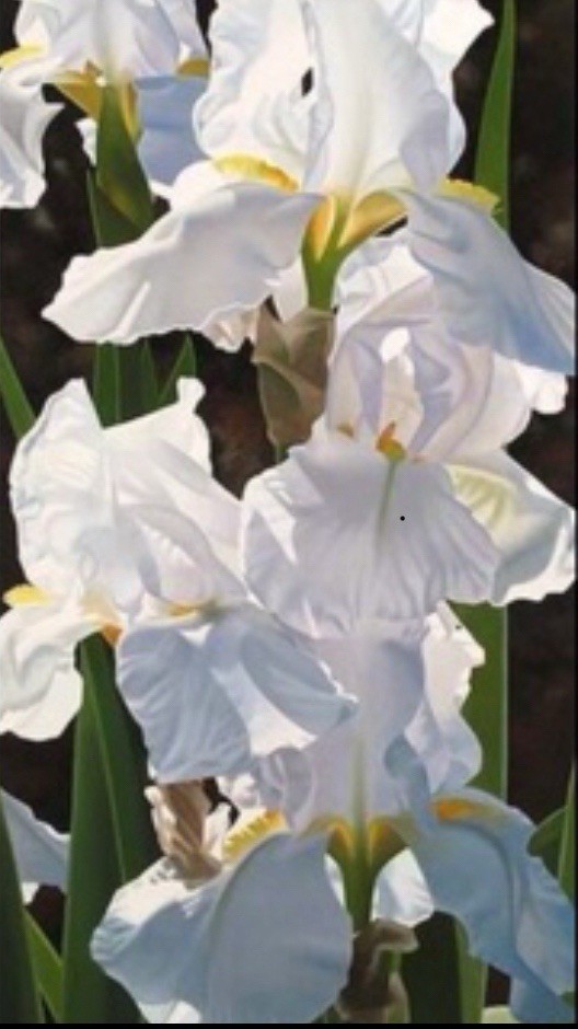 Beautiful White Bearded Iris Bulbs – 6