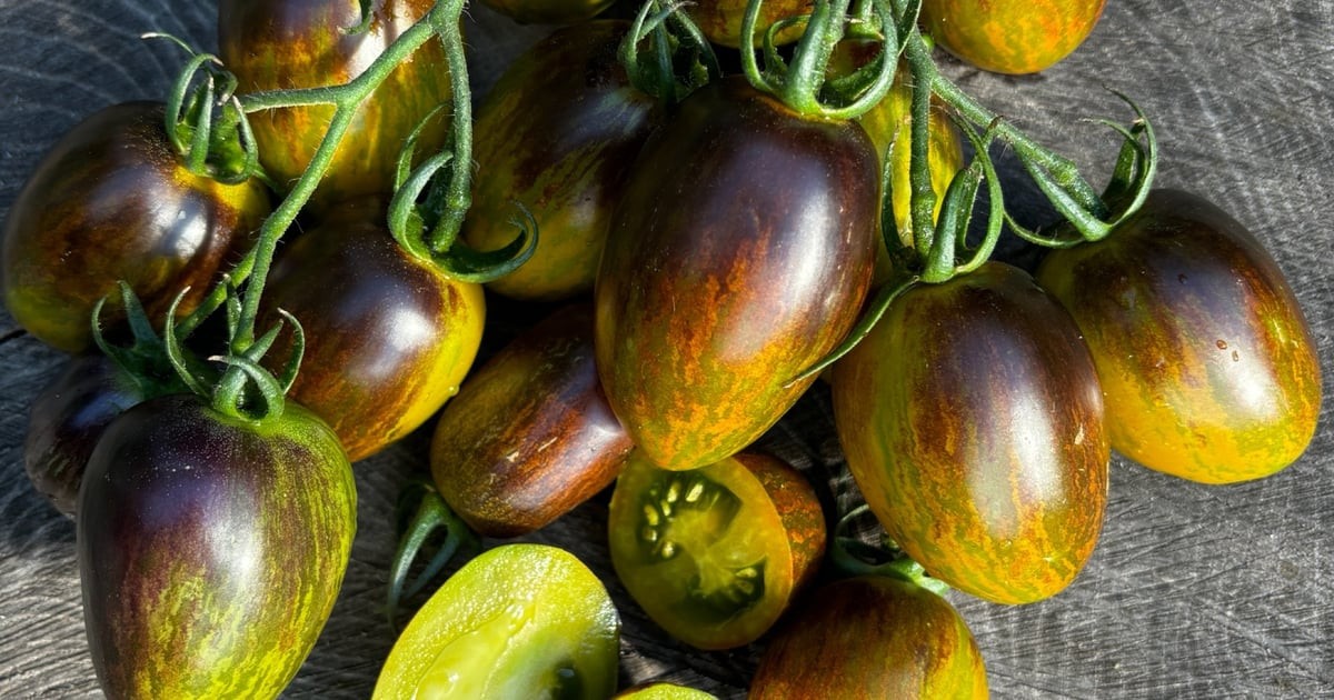 Brad’s Atomic Grape Tomato Seeds. 10 Seeds Certified Organic. Free Shipping!