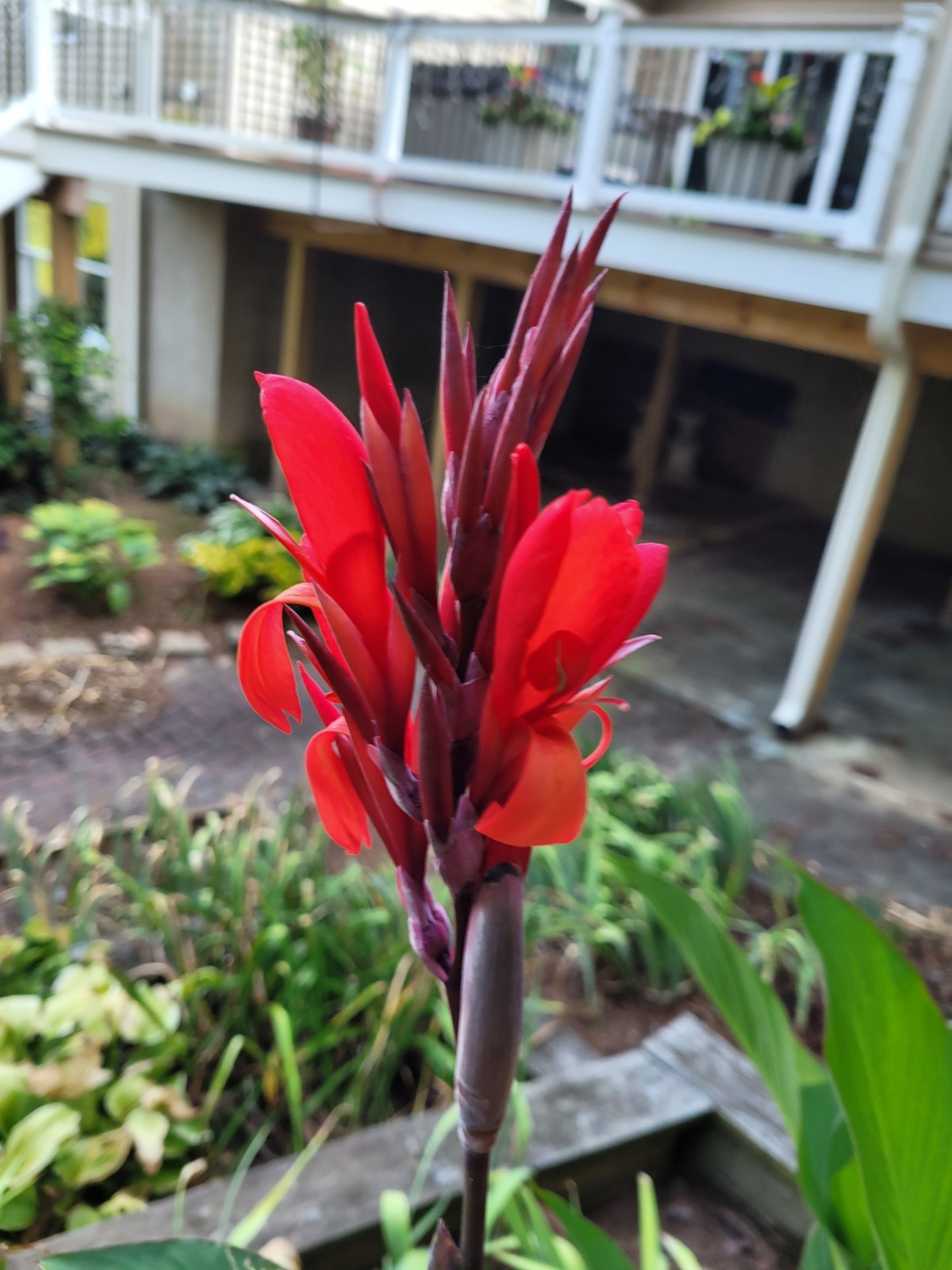 25 Canna Lily Seeds -Robert Kemp -Red Flwr -Green Leaf -6-10 ft tall Free Ship