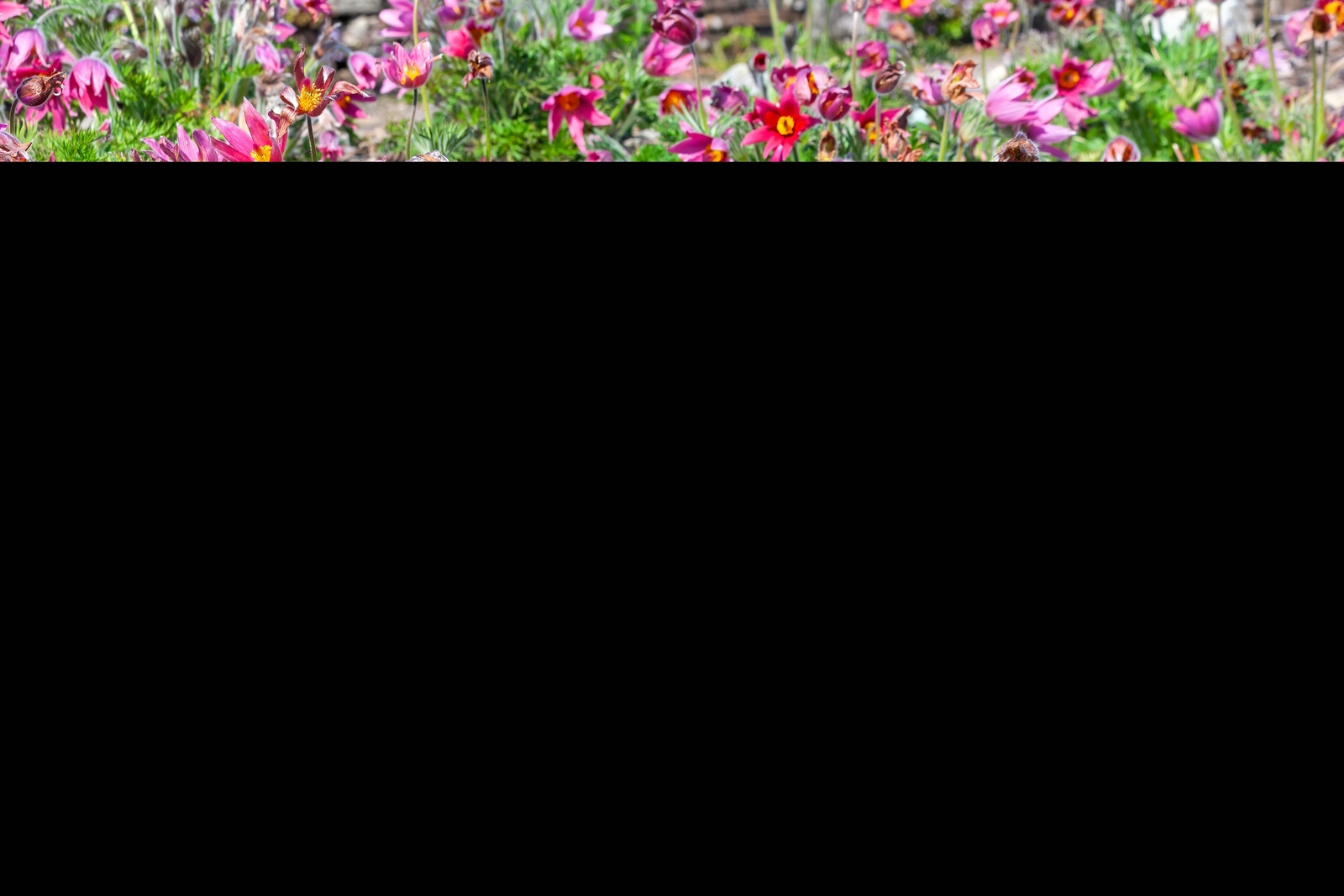 10 RED ANEMONE Pulsatilla Vulgaris PASQUE FLOWER Seeds *Flat S/H