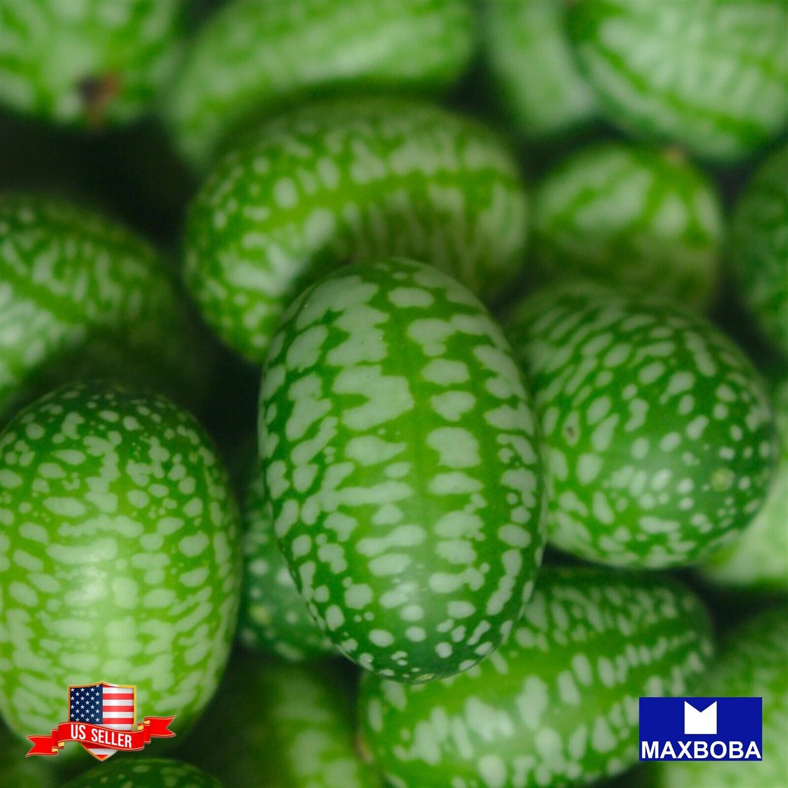 25 Mexican Sour Gherkin Cucamelon Seeds Non-GMO Heirloom Vegetable BTGO 75% OFF