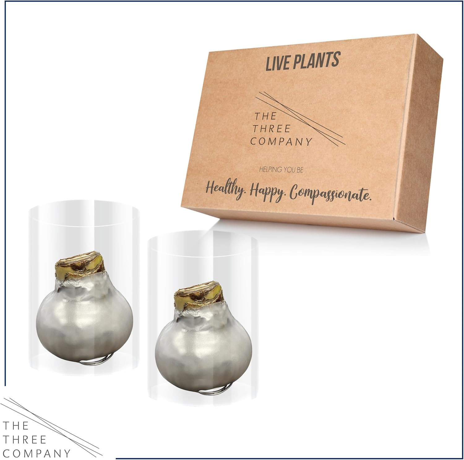 Waxed Amaryllis Bulb 2-Pack – Silver Wax with Red Blooms – Live Holiday Gift Pla