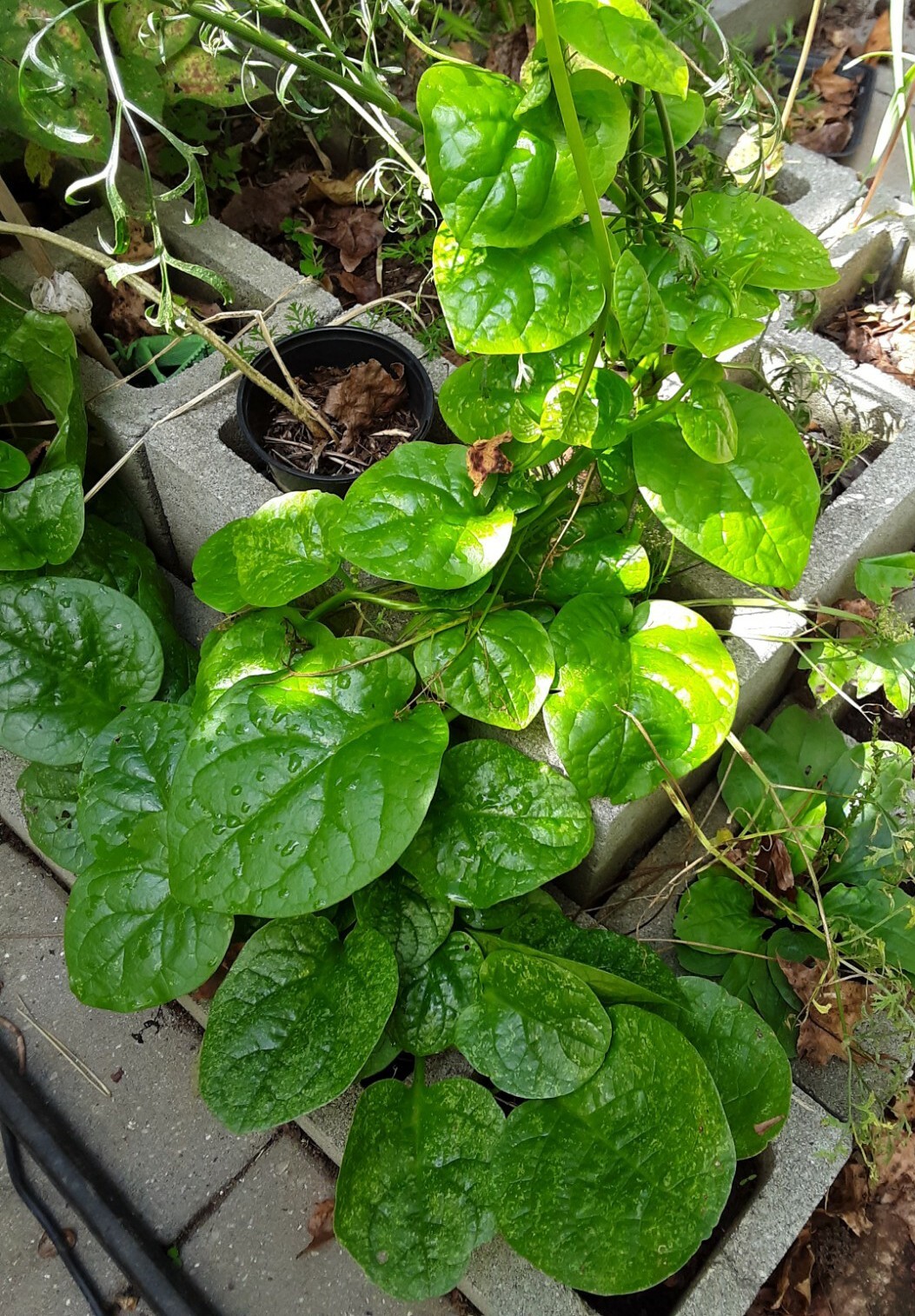 25+Green Malabar Spinach seeds(Asian spinach, MongToi Mu er cai ,Vine Spinach).