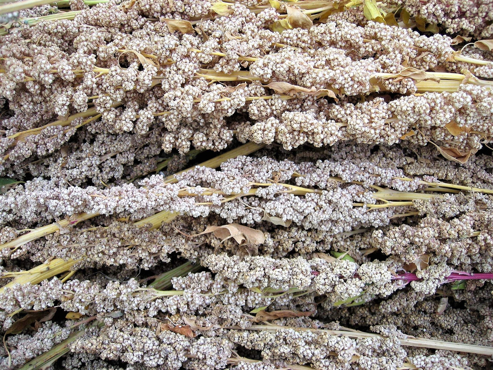 100 Organic PEPPERMINT QUINOA Grain Chenopodium Quinoa White Green – White Seeds