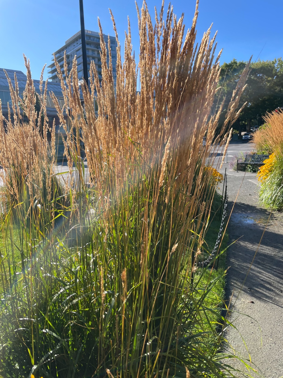 Calamagrostis x acutiflora | Feather Reed Grass | 20 Seeds