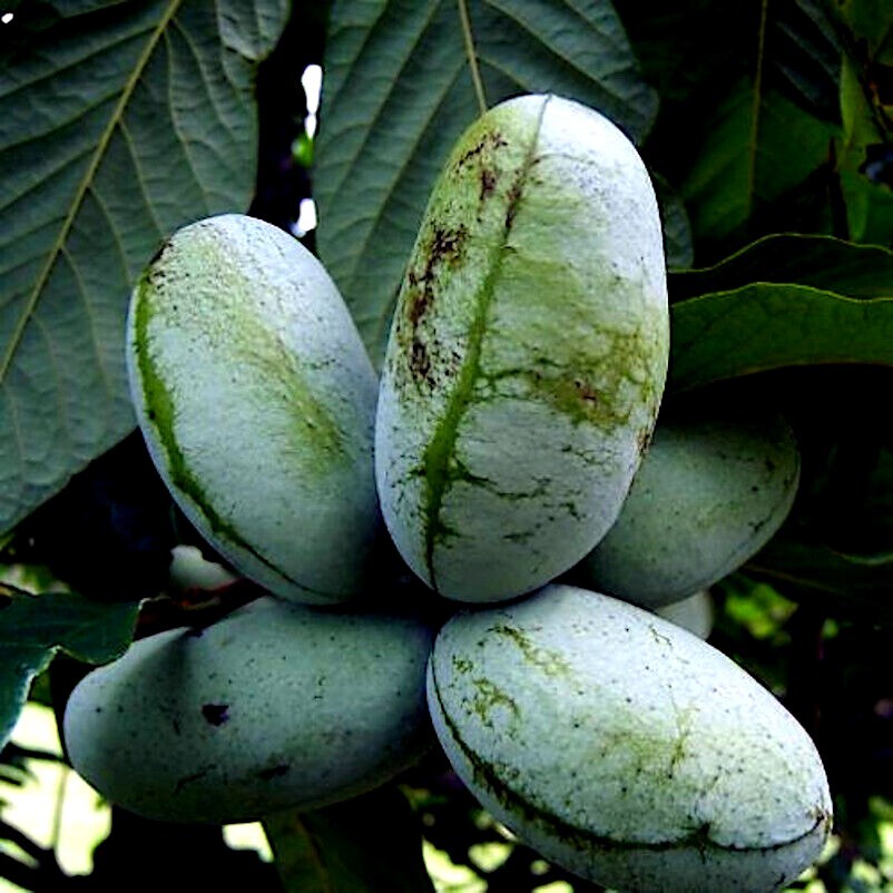 STRATIFIED PAW PAW FRUIT TREE SEEDS (Asimina Triloba) INDIAN BANANA Hardy Plant