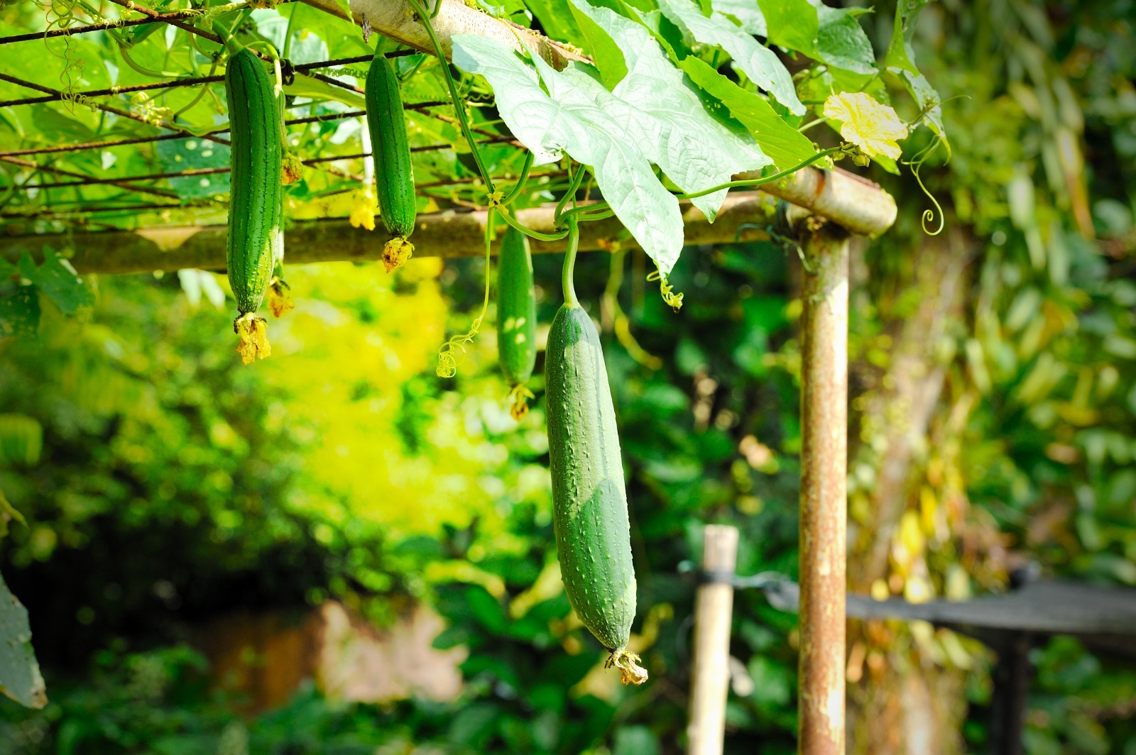 Luffa Gourd Seeds
