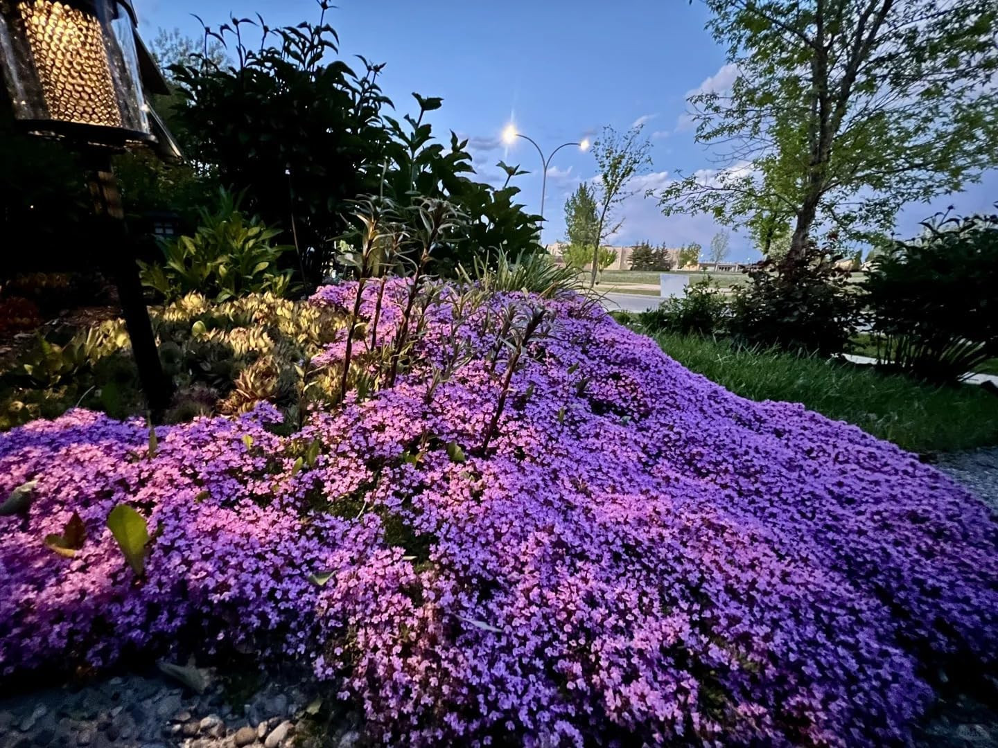 20,000+ Creeping Thyme Seeds Ground Cover, Non-Gmo Perennial Flower Seeds, Hardy