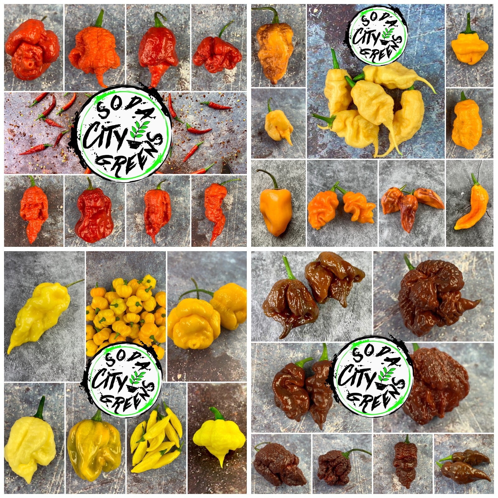 Sugar Rush Peachadew Pepper Seeds 10+