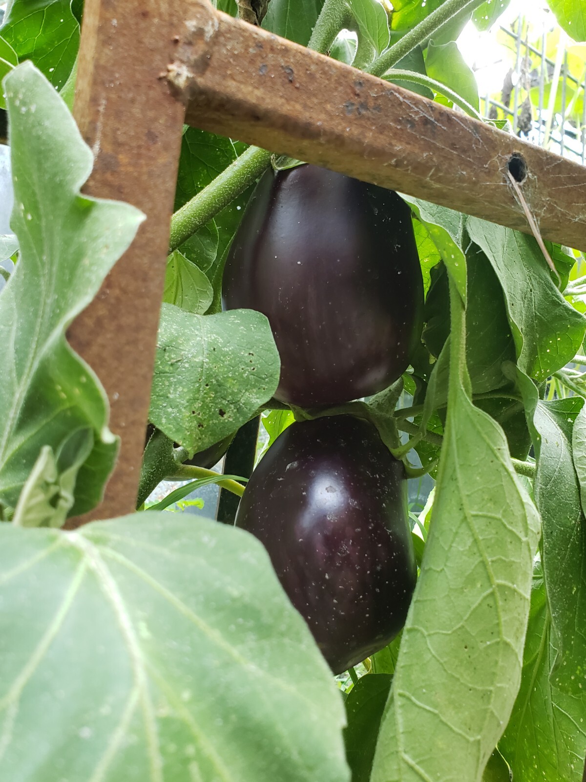 Heirloom, Open Pollinated, Non GMO Garden Seeds