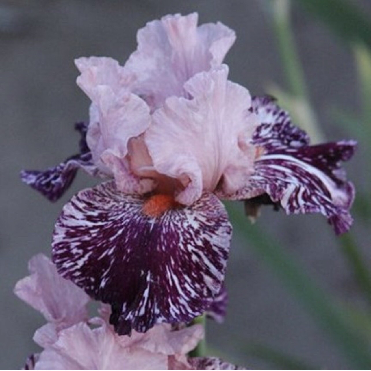 US Seller Multi-Varieties Iris Seeds, Heirloom Iris, Mixed seeds 25pcs/pack