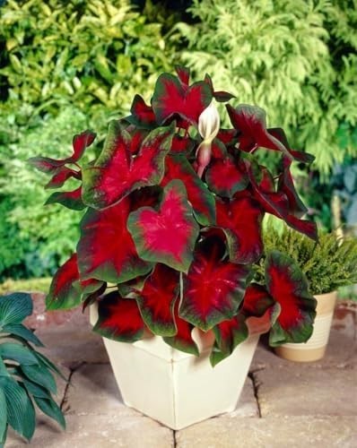“Florida Cardinal Caladium Bulbs – Perennial Planting, Hosta & Elephant Ears (5