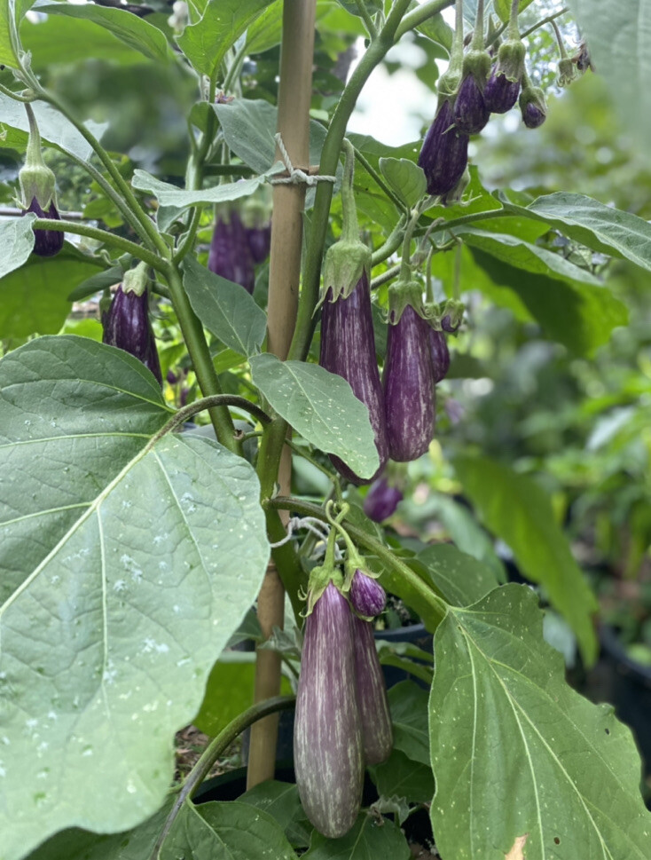 15 Rare FAIRY TALE EGGPLANT seeds Aubergine Garden