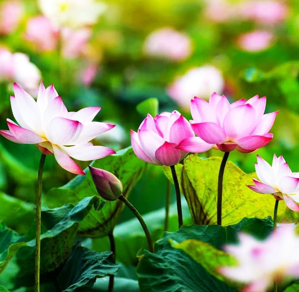 30 PCS Non-GMO Bowl Lotus Seeds – Vibrant Pink, Purple & Red Aquatic Flowers