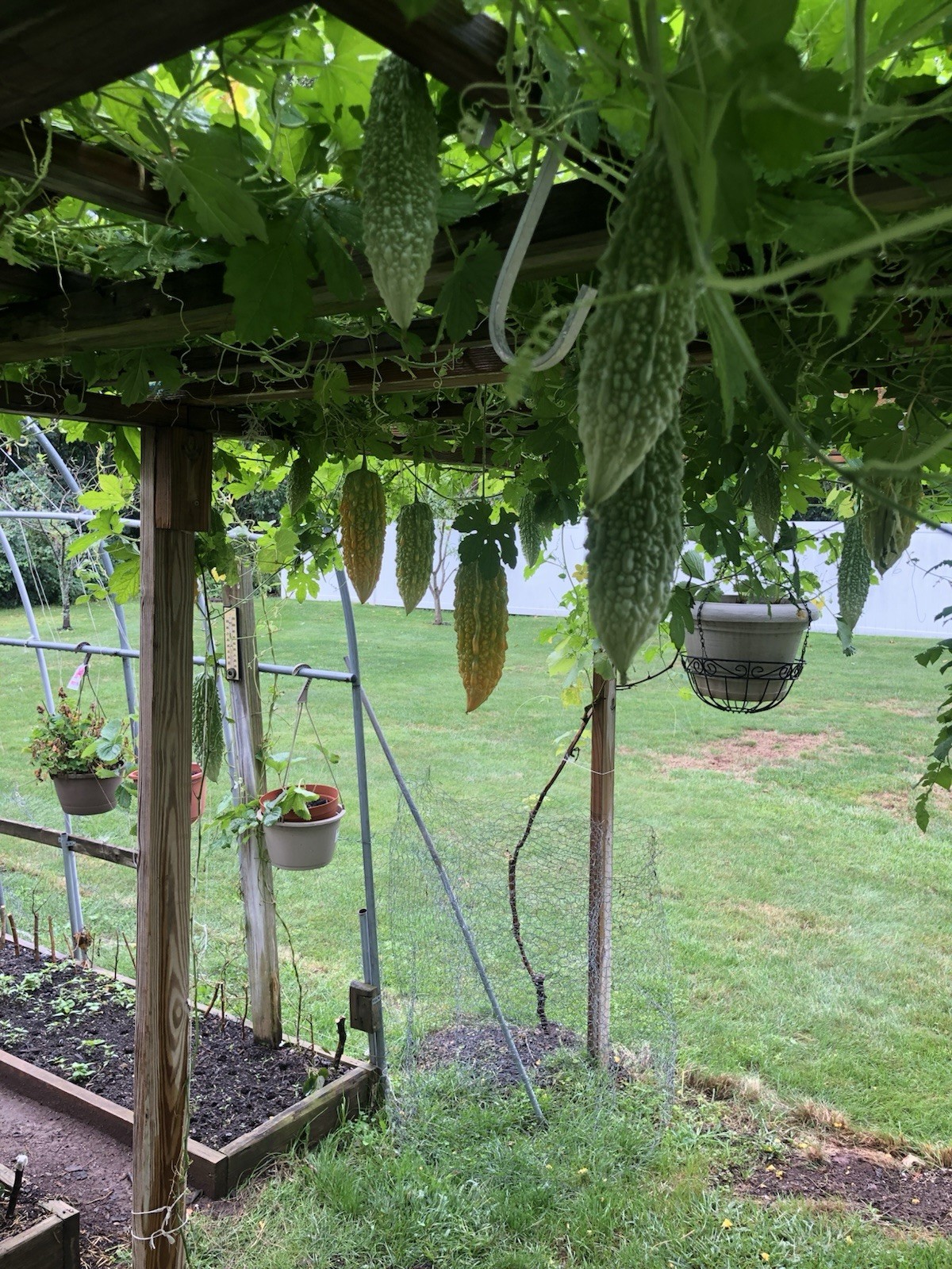 Ampalaya (Bitter Melon) sweet Bitter Melon(20) pcs