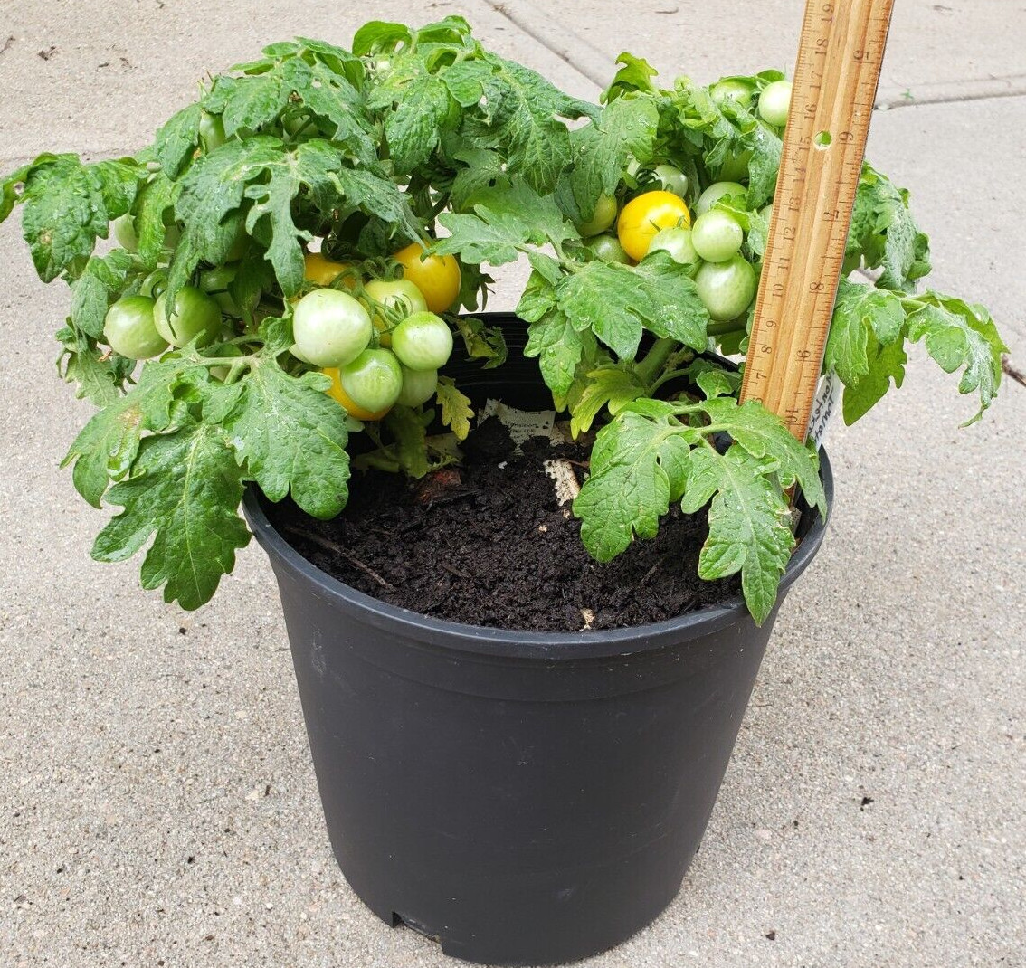 Monetka Container Micro Dwarf Tomato (20 Seeds) – Free Shipping