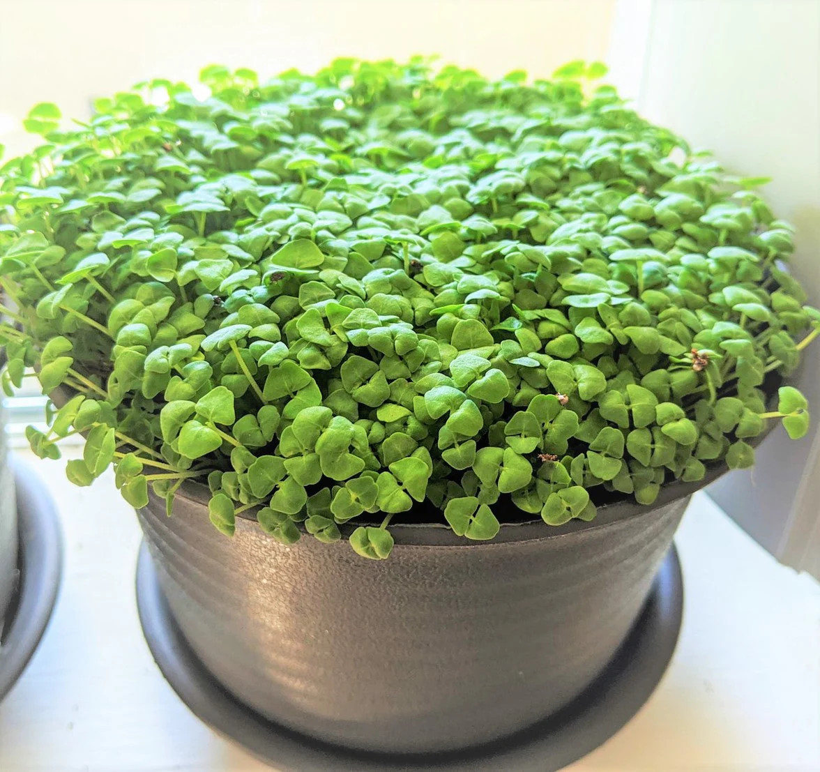 Chia Seeds |For Planting Salvia Hispanica Black Eating Purple Flowers Herb Seeds