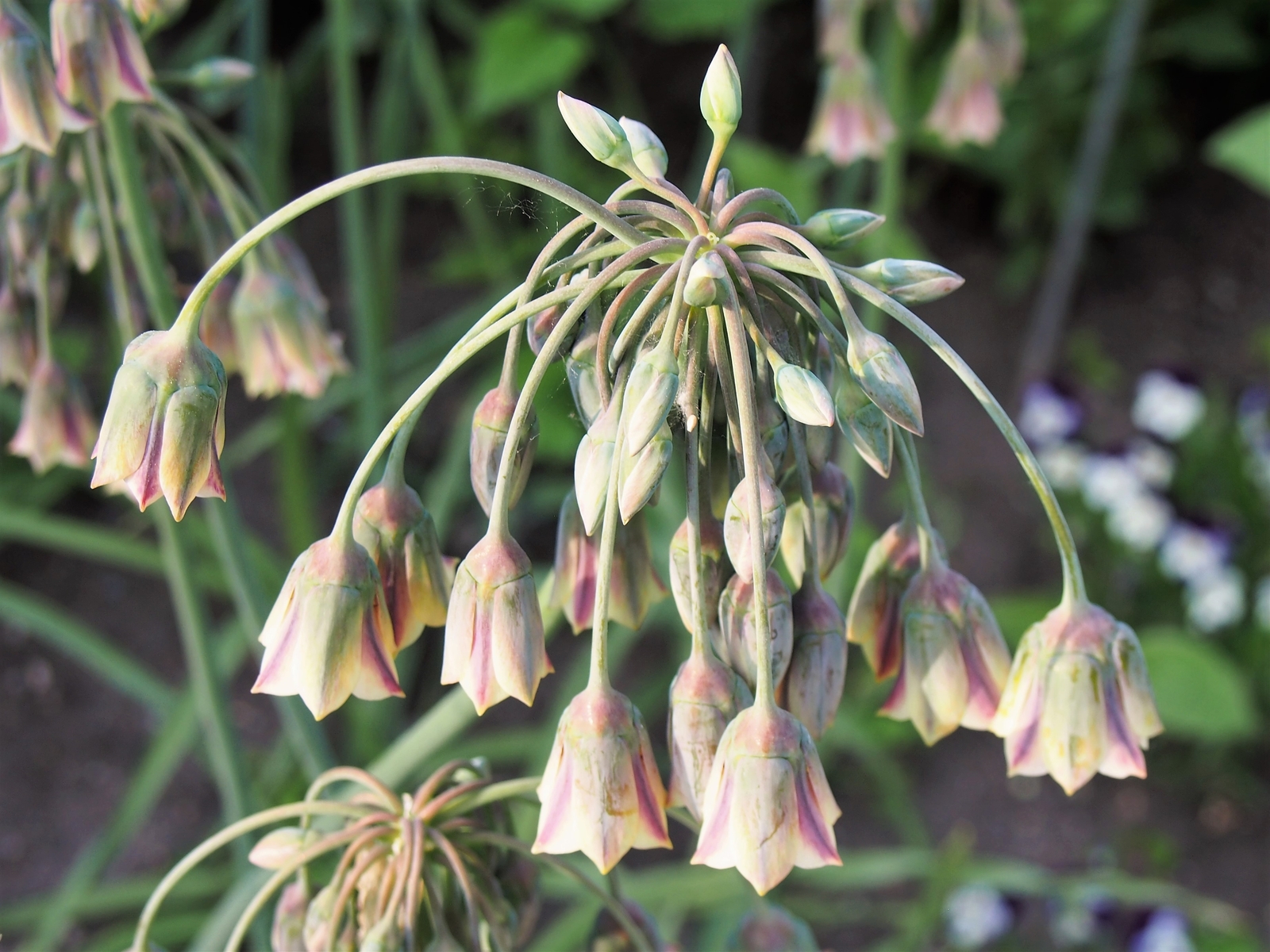 20 HONEY GARLIC Seeds (Allium siculum) | NON-GMO | Free shipping | Annual