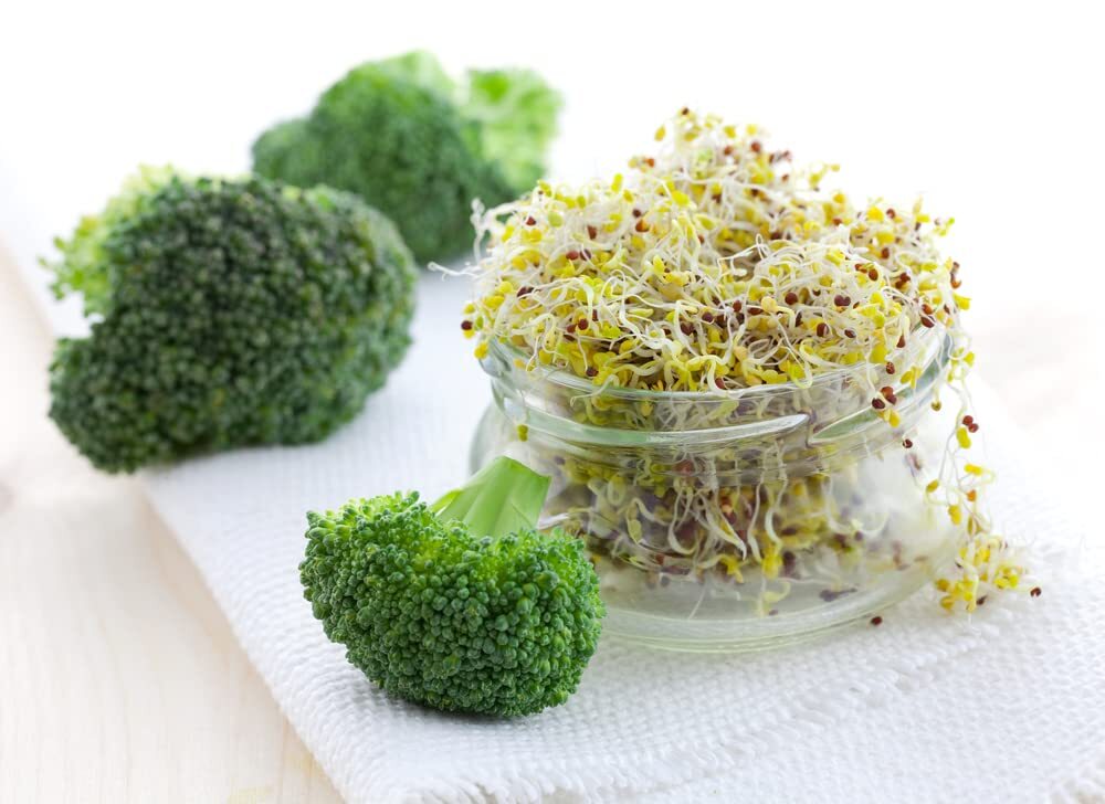 Broccoli Sprouts Seed (500 Seeds) Easy and Fast Growing, Very Healthy Microgreen