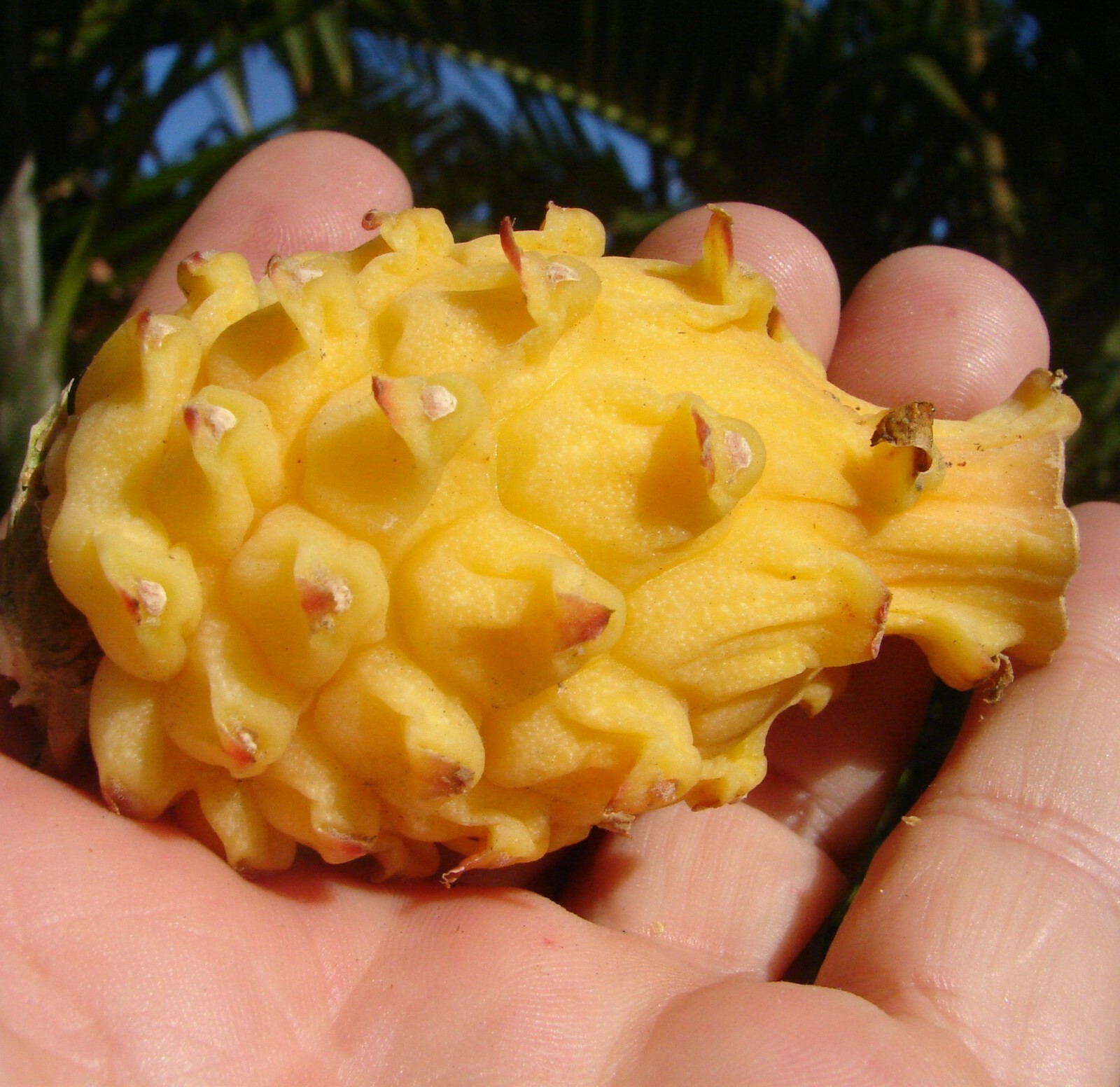 ~Yellow Dwarf~ DRAGON FRUIT Pitaya Cactus Selenicereus megalanthus 25 LIVE SEEDS