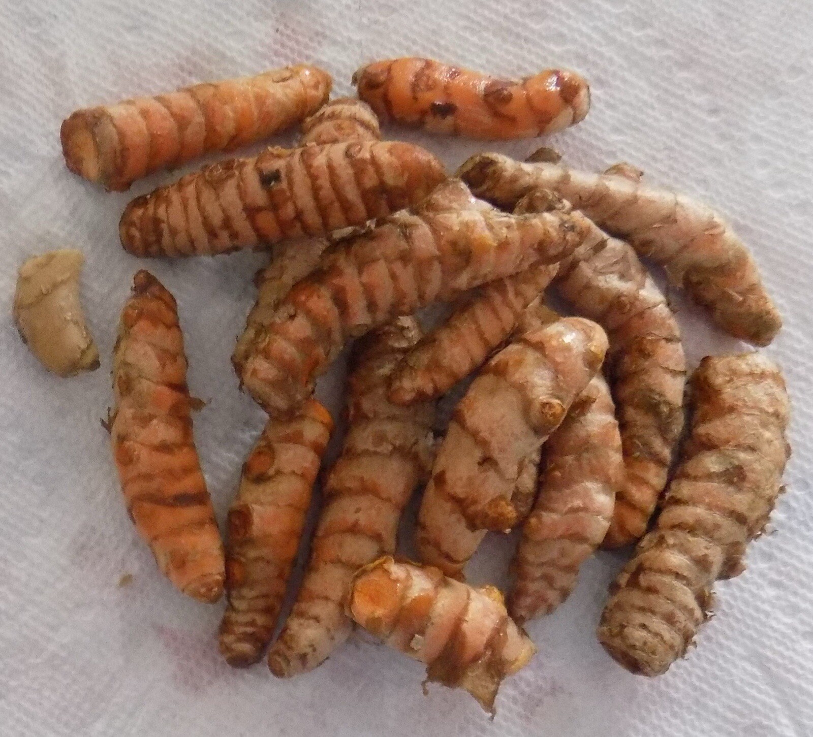 15pcs Turmeric Roots Fresh Roots Curcuma Longa Ready To Plant