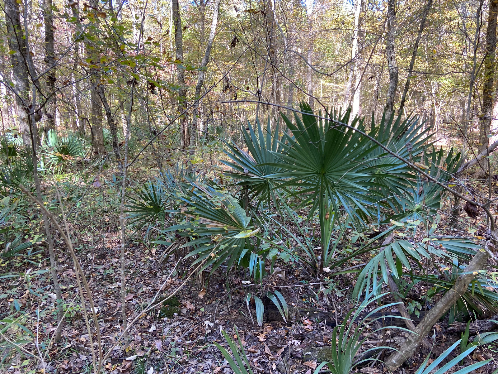 Sabal minor Seeds – Dwarf Palmetto
